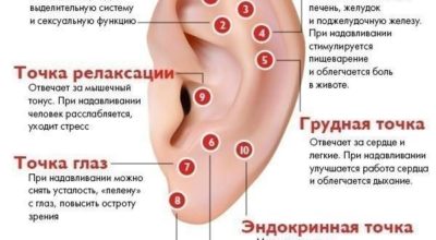 Активные точки уха
