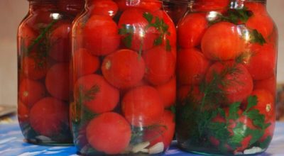 Самый простой рецепт засолки помидоров холодным способом